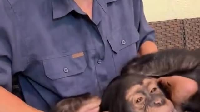 The orangutan is also very ticklish.