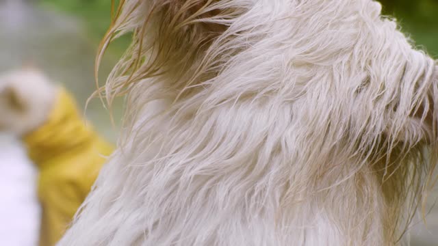 Funny dog