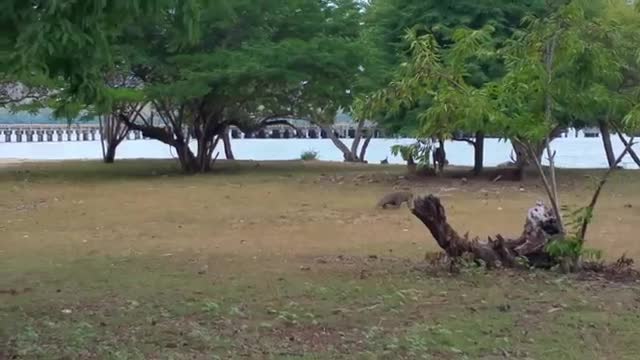 komodo chase deer