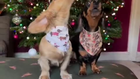 Funny cats and dogs reactions 🐕😂.