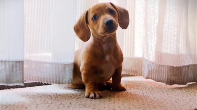 🤣 Funniest 🐶 Dogs and 😻 Cats - Awesome Funny Pet Animals Videos 😇