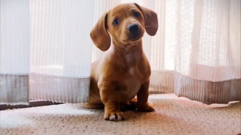 🤣 Funniest 🐶 Dogs and 😻 Cats - Awesome Funny Pet Animals Videos 😇
