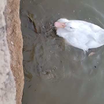 Feeding Bread to Ducks and Catfish at HSU