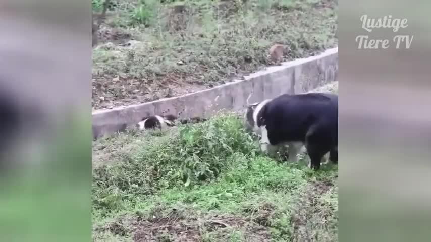 Super Funny and Cute Animals