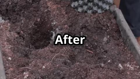 How and When to Start Growing Tomatoes AI Video
