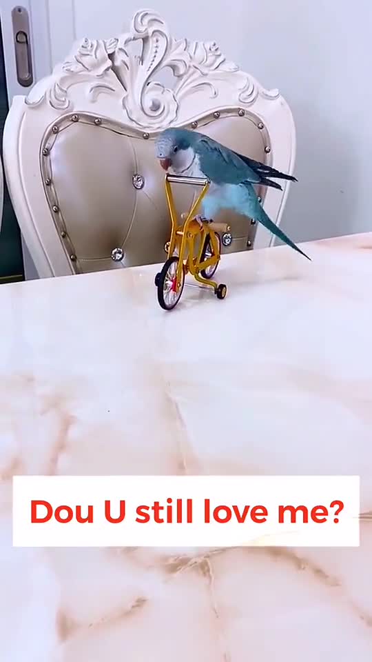 Most Beautiful Parrot Videos.