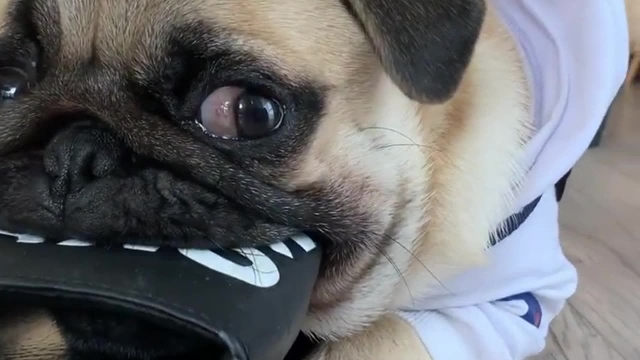 Funny pug videos-7