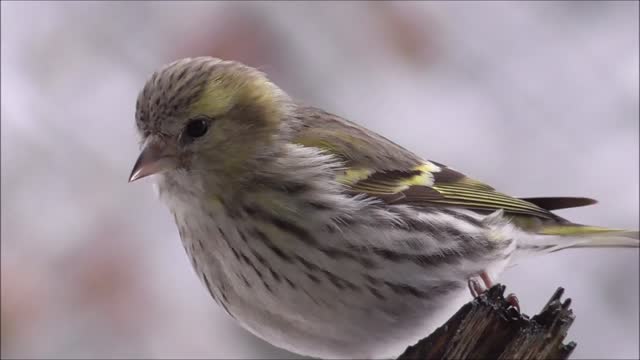 Beautiful bird on a tree branch