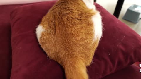 Zari has been fascinated by a kitten recently