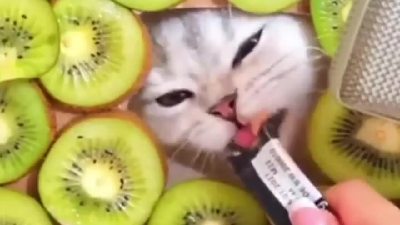 2024 - Best Funny Animal Video, relax your by watching this funny animals