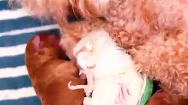 Adorable Birds And Pets Are Bestfriends This is the sweetest friendship EVER! ❤️🥰️