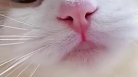 Short cat meme kitten 😺 TikTok video