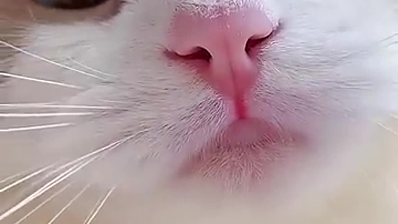 Short cat meme kitten 😺 TikTok video