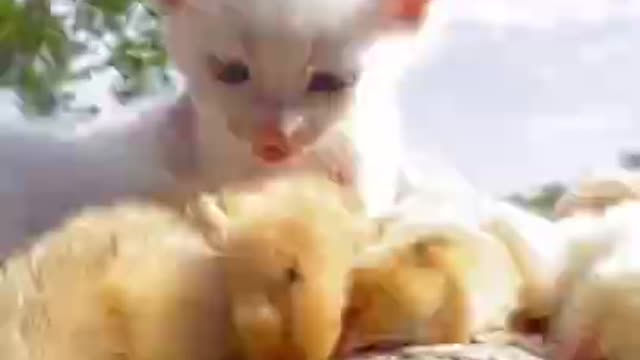 Cute baby ||Cat||