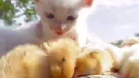 Cute baby ||Cat||