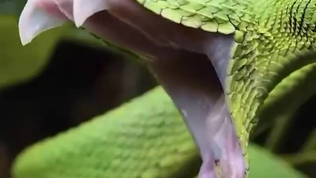 Snakes yawn.. also called mouth gaping... cute or unsettling?