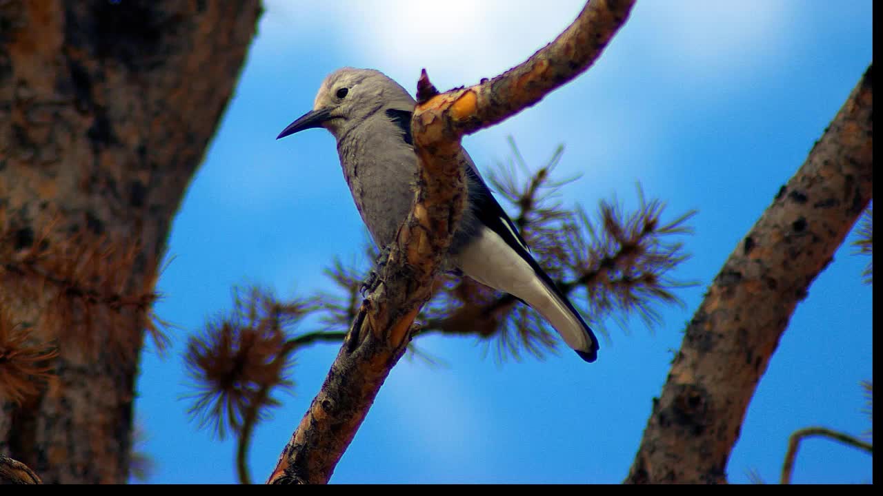 sound of the nutcracker bird