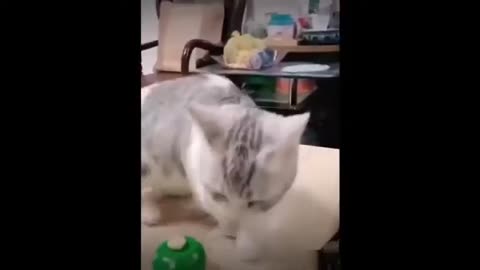 Funny animal videos try not to laugh