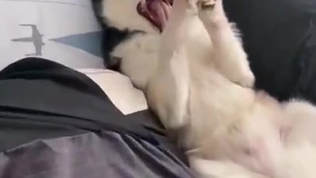 Cute huskey funny movement