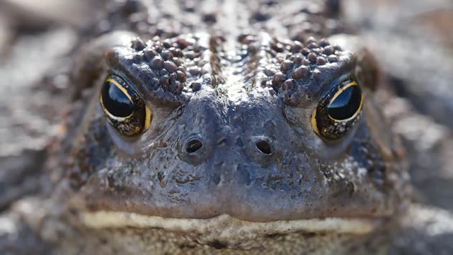 Woodhouse'S Toad Animal Frog