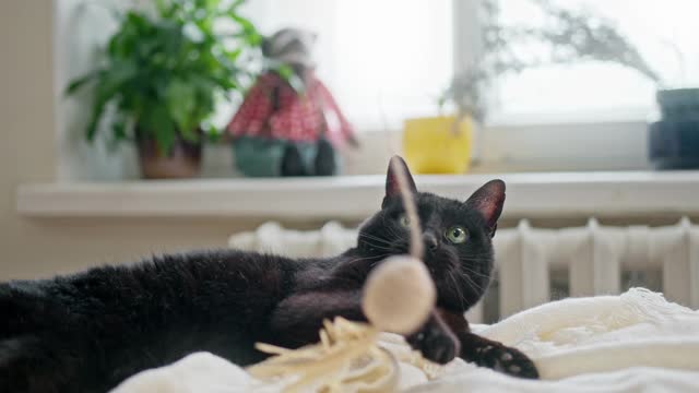 cute black kitten playing
