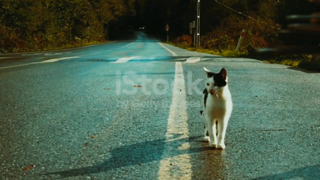 Cats lovely walk 2023