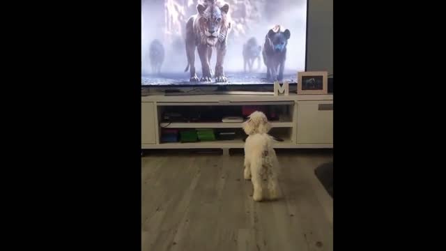 Puppies love to watch TV, but there is so timid