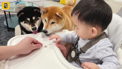 Can a Shiba dog resist eating food from a baby