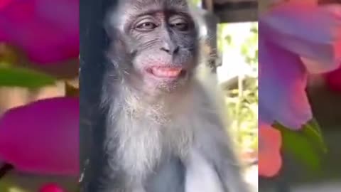 Funny monkey