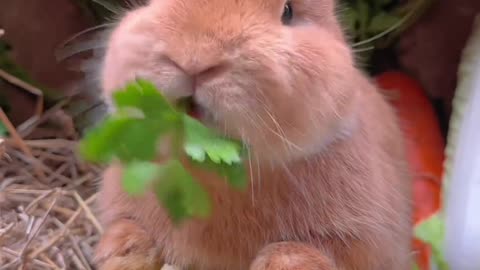 Cute bunnies eat cauliflower and vegetables