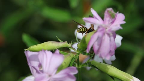 Wasp on Soapwort Flowers