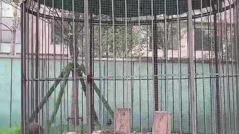 Two peacocks are looking for food to eat