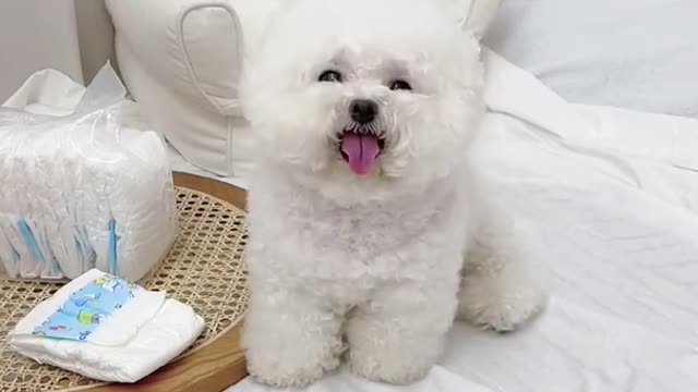 Dog Home High Show