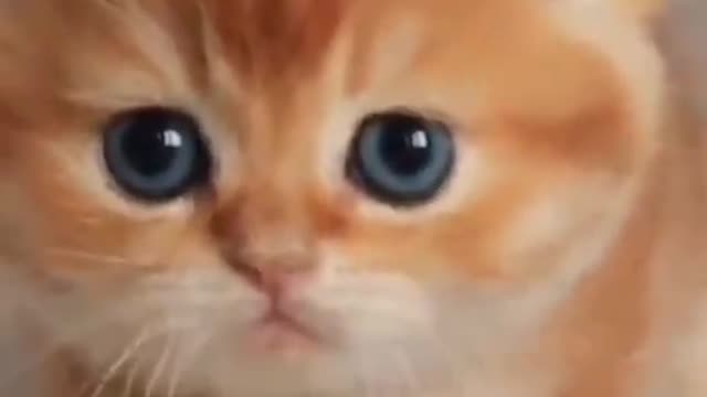 Cute Cat Funny Video shorts short cat catvideos