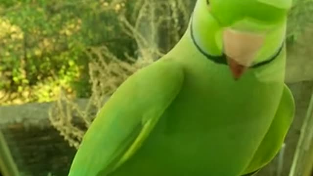 Green bird nice brids