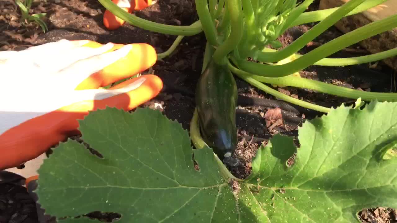 My first Zucchini vegetable harvest