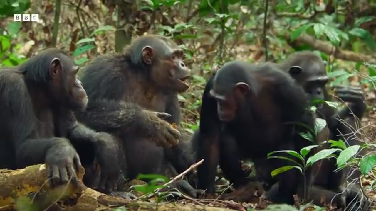 Chimpanzees Dig for Their Dinner 4K UHD Mammals BBC Earth