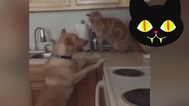 Funny fight between cat and dog in kitchen.