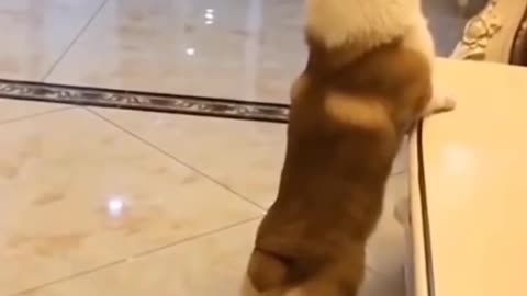 Cute baby dog and cat funny video 😀