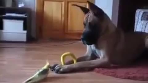 #Dog Vs #bird