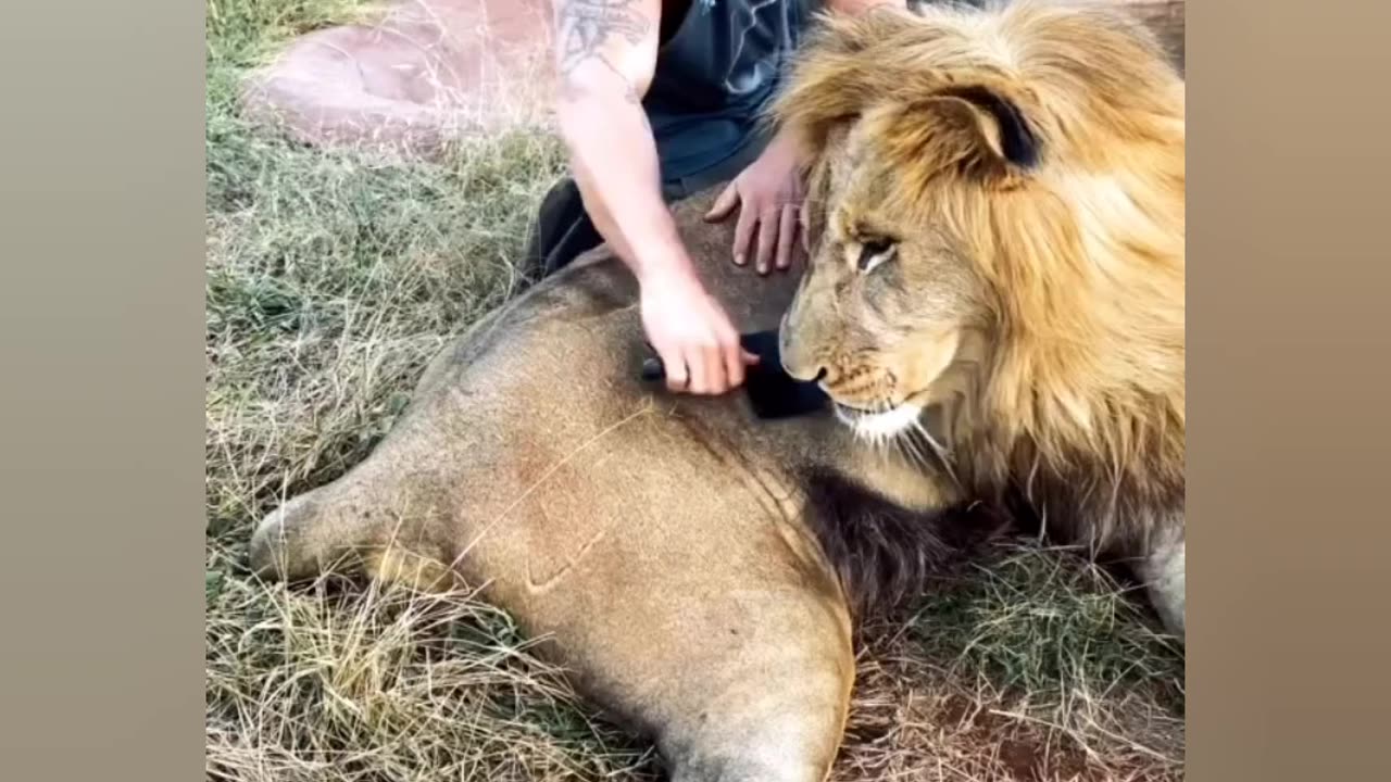 Big lion king dexter having cuddle with daddy🦁🤩❤️