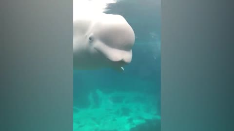 Visit to the Zoo -- Seal being silly