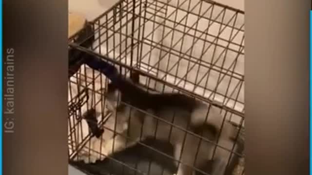 Siberian Husky Puppy ALMOST Escapes From His Cage..