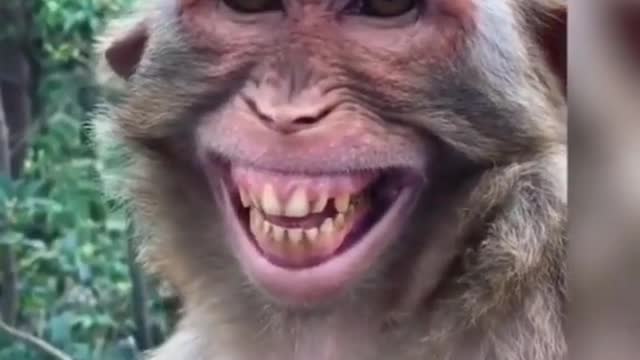 Monkey funny video Very Nice Smiling Video