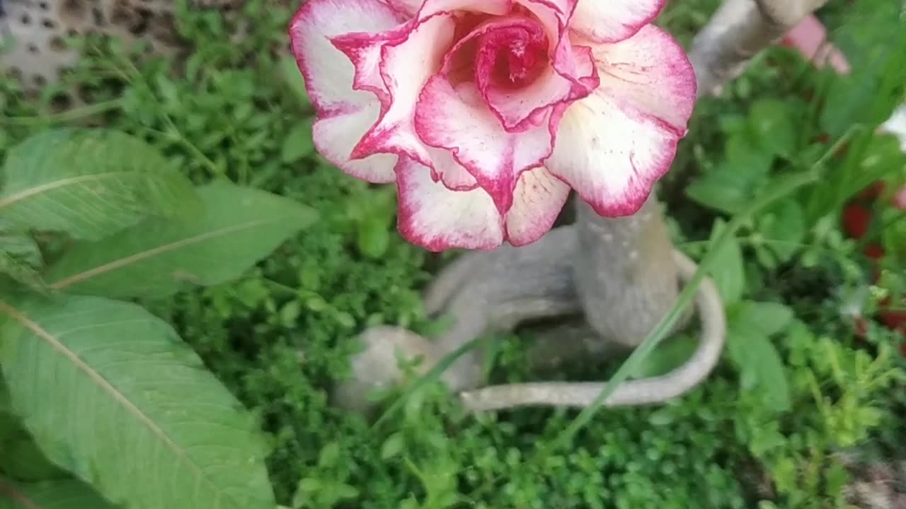 What is the name of this Beautiful Flower