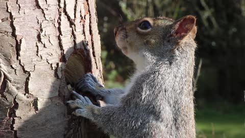 squirrel eats1