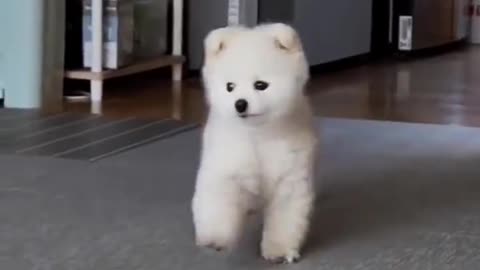 Here he comes...🐶🐾😅