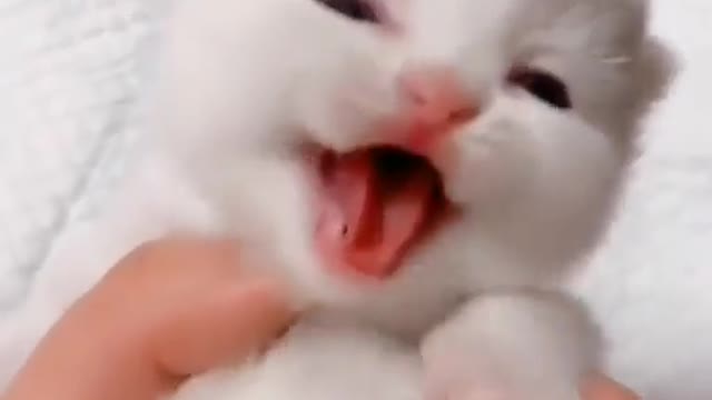 Cute Kitten