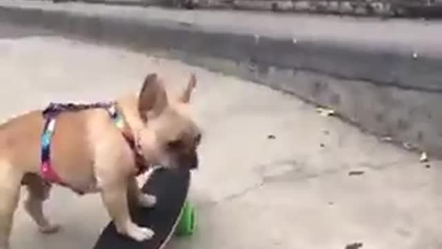 Adept skater dog