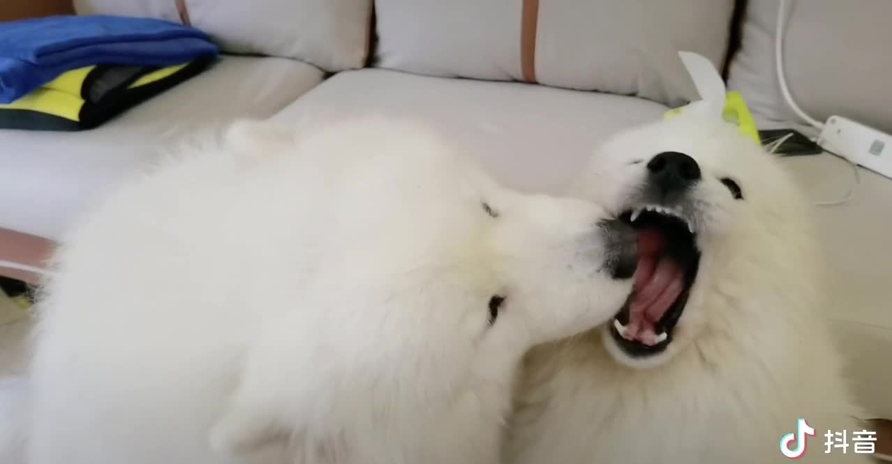 Stop talking about single dogs, because the dogs are already in pairs